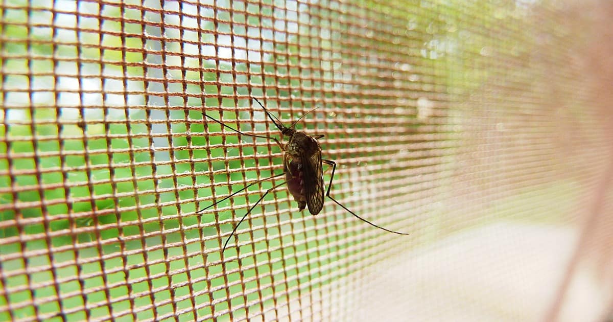 Proteggi la tua casa dagli insetti: guida alle zanzariere perfette